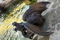 Close-up view of beautiful bronze sculpture of dragon.